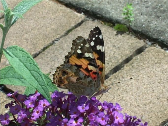 Distelfalter ( Vanessa cardui ), auf Sommerflieder : Moers, in unserem Garten, 24.07.2009